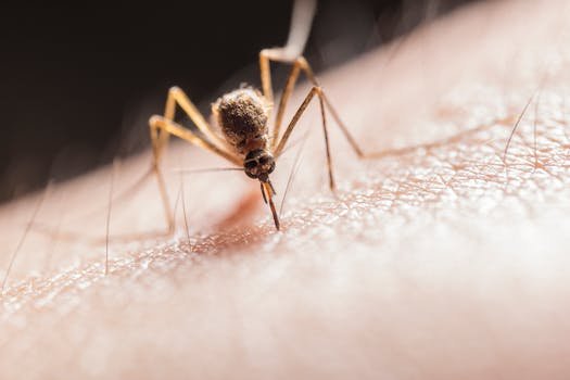 Macro shot capturing a mosquito piercing skin with its proboscis, highlighting its role as a pest.