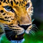 A detailed close-up of a leopard showcasing its striking patterns and intense gaze in the wild.