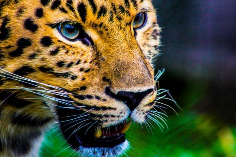 A detailed close-up of a leopard showcasing its striking patterns and intense gaze in the wild.