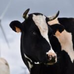 A black and white cow with ear tags stands near a wind turbine in a rural landscape.