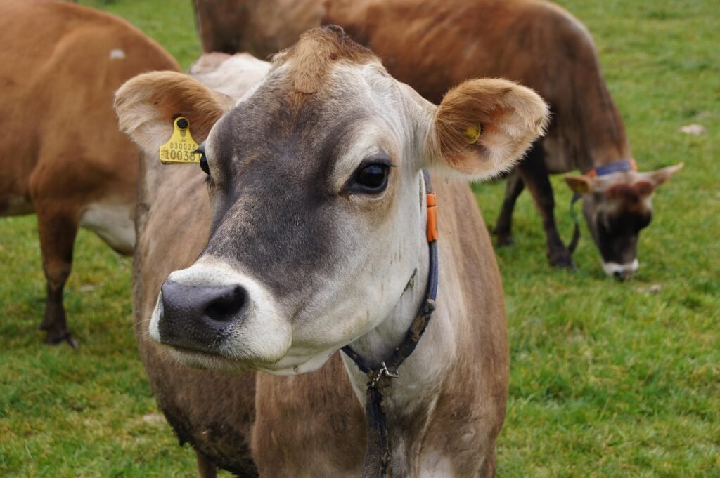 jersey cow, jersey-cow, jersey-race, jersey channel islands, cow, graze, jersey cow, jersey cow, jersey cow, jersey cow, jersey cow