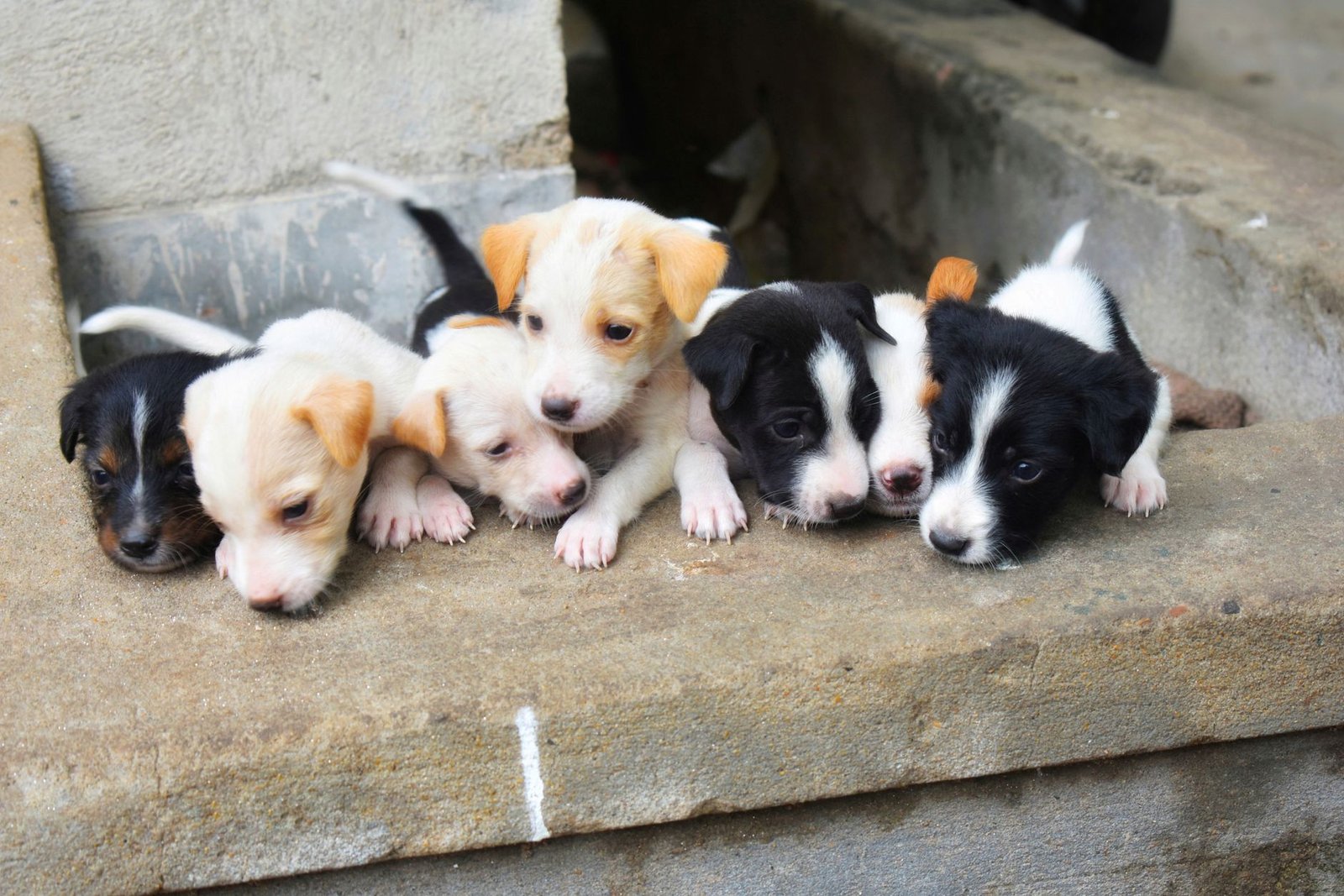 close up of puppies