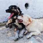 close up shot of dogs
