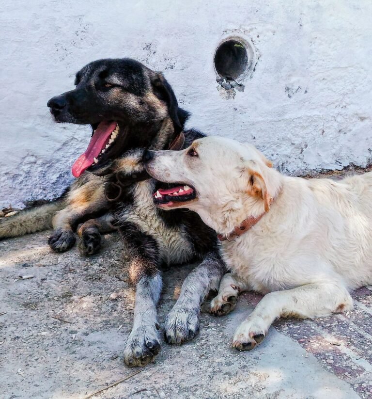 close up shot of dogs